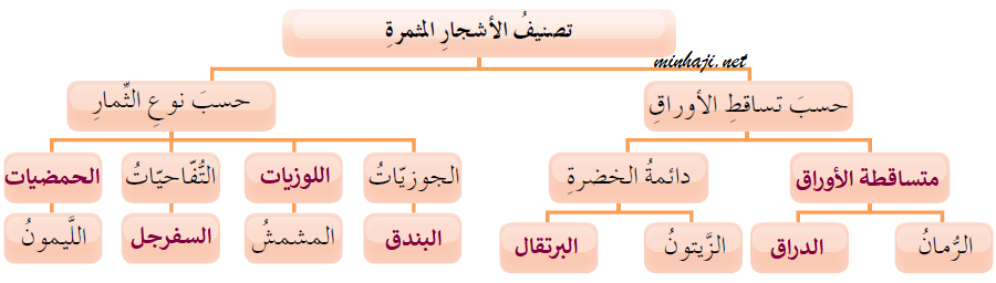 تصنيف الأشجار المثمرة